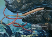 The sea worm (Palola viridis). Source: Ariadna Burgos (IRD)