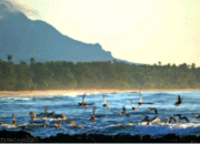 Ecological indicators such as changes in the behavior of fish or sea birds // Fontes:Zhefi