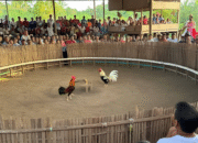 Cockfight 