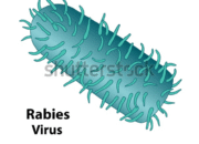 Rabies sai nafatin ameasa