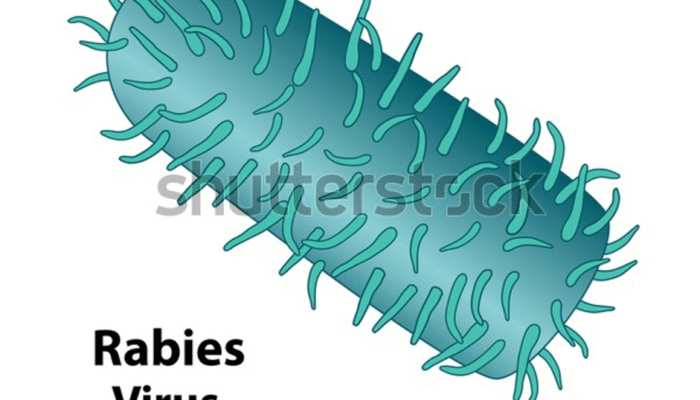 Rabies sai nafatin ameasa